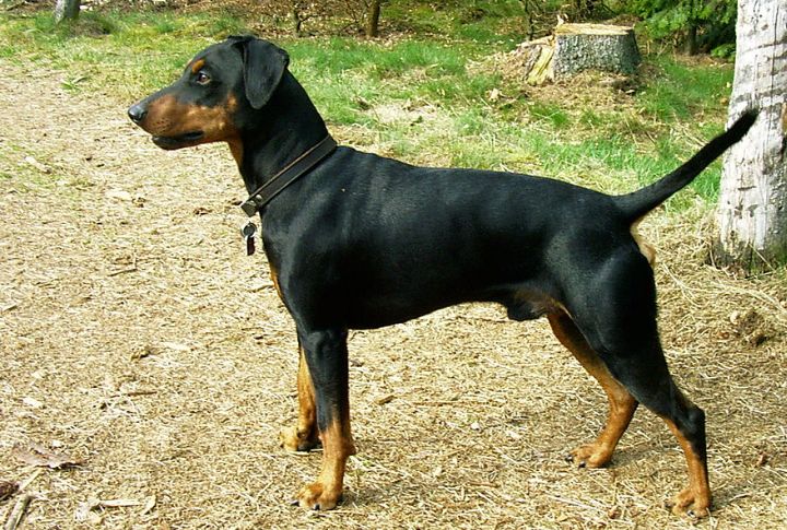 German Pinscher