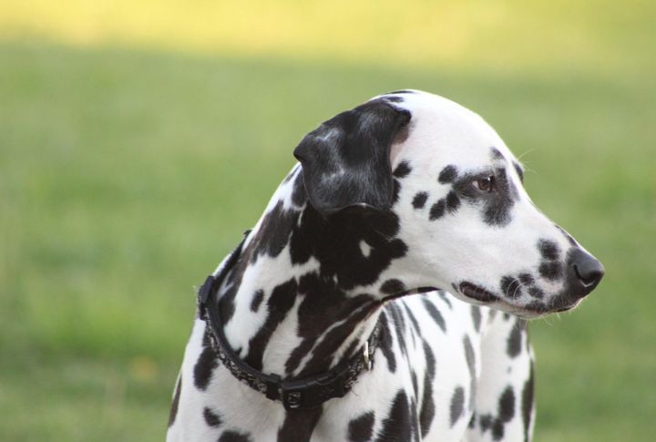 Dalmatians Maintain