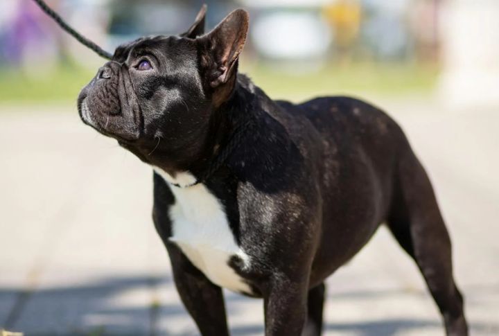 “Tank” The Bulldog