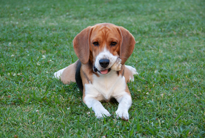 Beagle