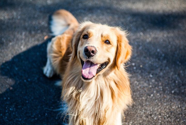 Cancer: Golden Retriever