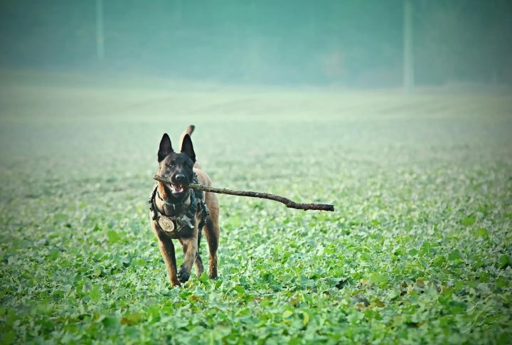Meet Your Dog's Breed-Specific Needs