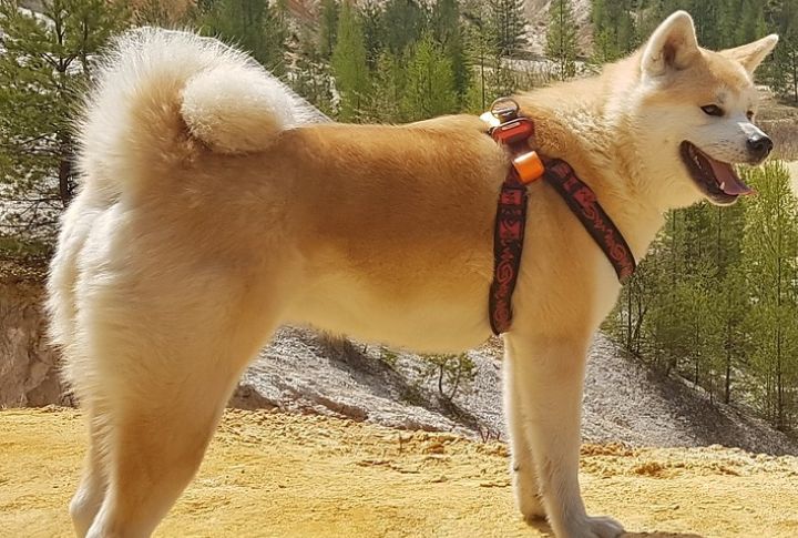 Akita's Dominant Nature Requires Experienced Handling