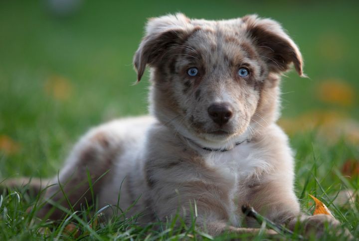 Australian Shepherd