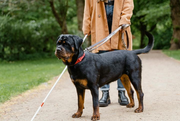 Rottweilers