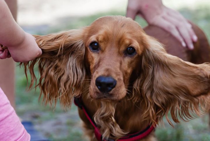 They Have Ears That Need Extra Attention