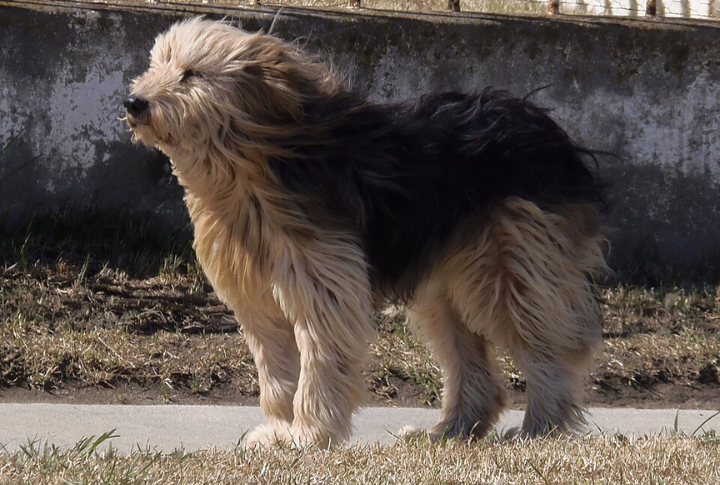 Patagonian Sheepdog