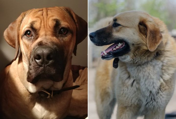 Health Profiles Showing Unique Breed Concerns