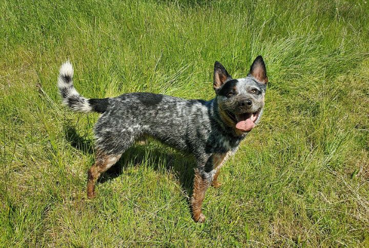 Australian Cattle Dog