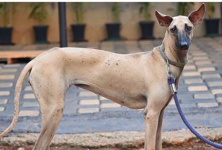 Rare Indigenous Breed