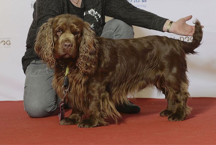 Sussex Spaniel