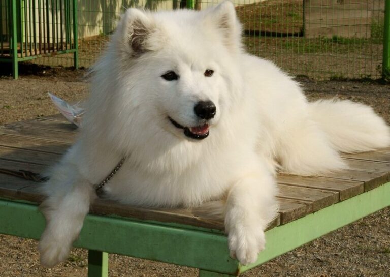 30 Cutest Dog Breeds in the World