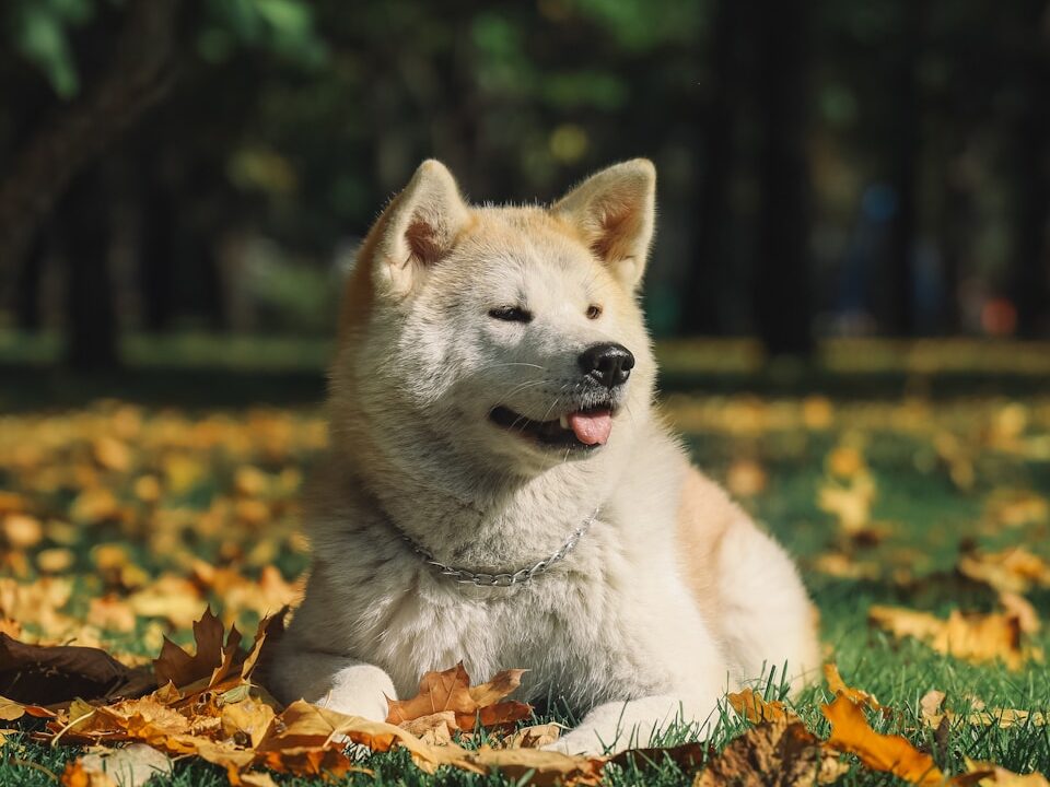 white and gray siberian husky lying on green grass field during daytime