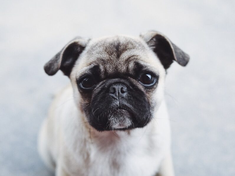gray and brown pug