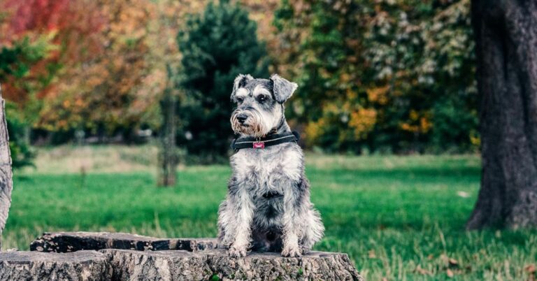 10 Reasons Schnauzers Win Hearts Everywhere