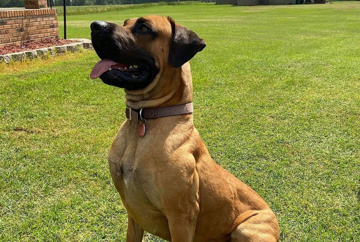 Black Mouth Cur