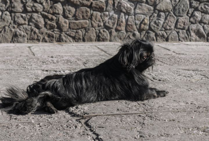 Black Pekingese