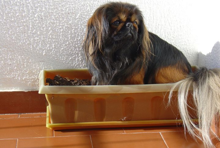 Black And Tan Pekingese