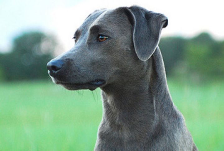 Blue Lacy