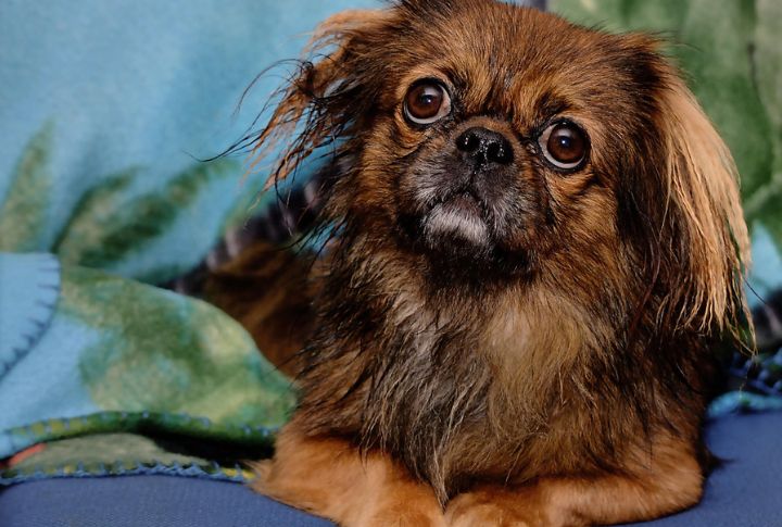 Brindle Pekingese