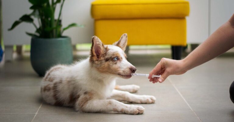 10 Common Medications You Can Share With Your Dogs