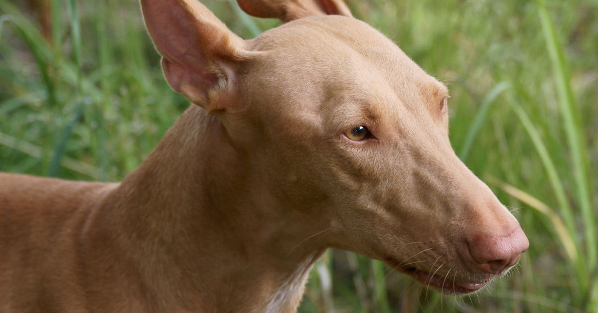 10 Unexpected Truths About Pharaoh Hounds - Dog Breed Pro