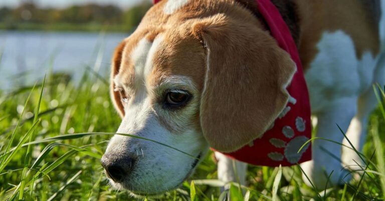 Dog Breeds That Could Smell Trouble Almost a Mile Away — Literally