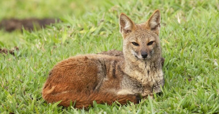 10 Rare Wild Dogs You’ve Probably Never Heard Of