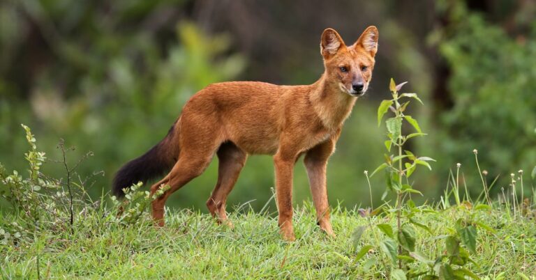 Why Dholes Keep Tigers On Edge: 10 Wild Facts