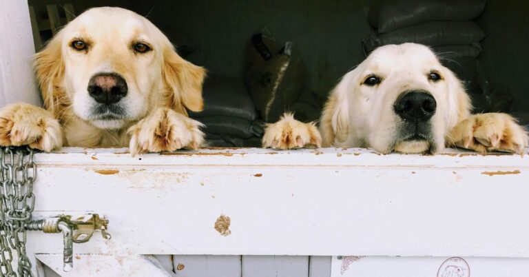 Welcome Home! You Can’t Sneak Past These 10 Dogs