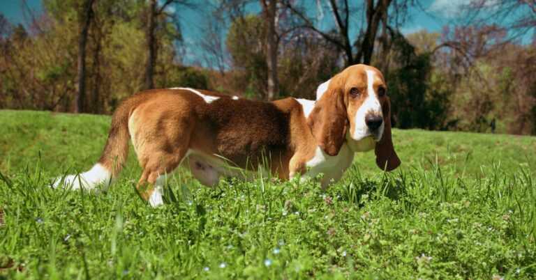 20 Surprising Things You Didn’t Know About Basset Hounds