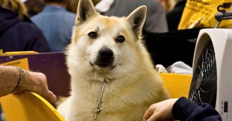 10 Ways The Finnish Spitz Shaped The Country’s Hunting Culture