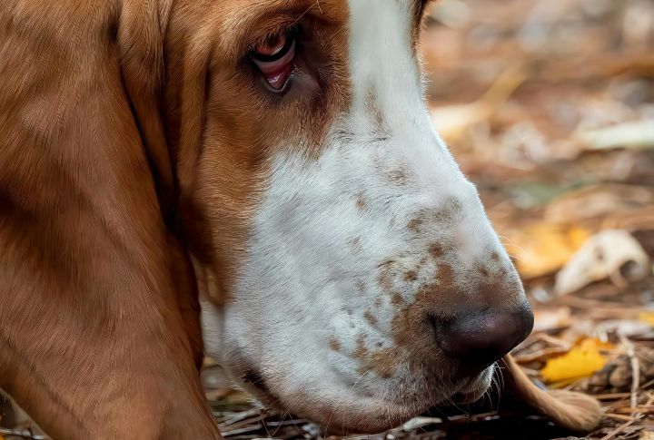 Second-Best Sniffers In The Dog World