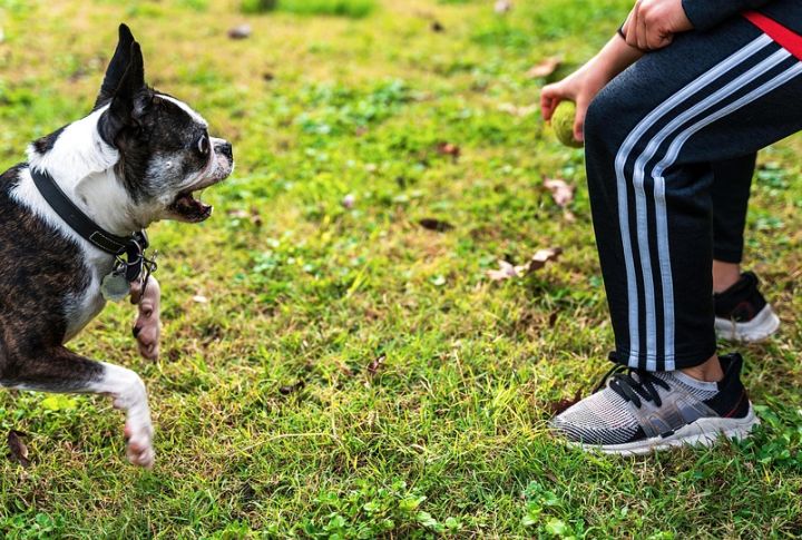 Naturally Polite With Children And Pets