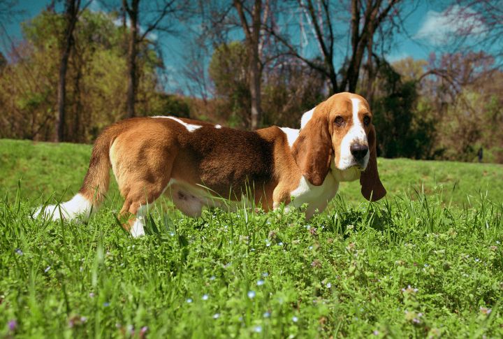20 Surprising Things You Didn’t Know About Basset Hounds