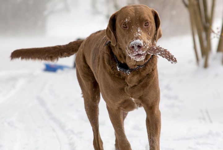 Chesapeake Bay Retriever