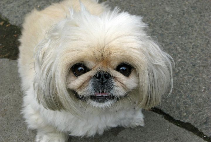 Cream Pekingese