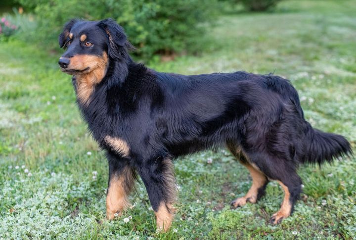 English Shepherd