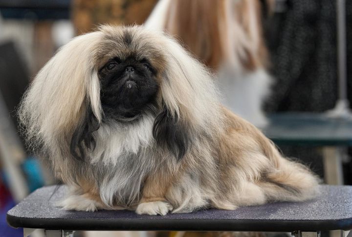 Fawn Pekingese