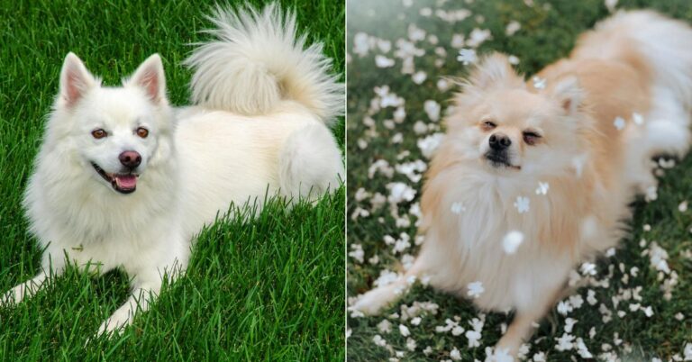 10 Things To Note When Choosing Between An American Eskimo Vs Pomeranian