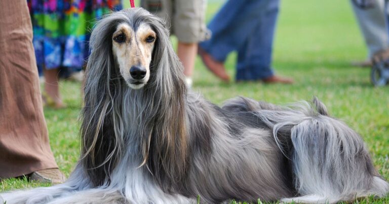 10 Traits That Set The Afghan Hound Apart