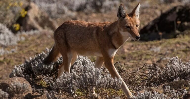 Why The Ethiopian Wolf Is Africa’s Most Extraordinary Canid