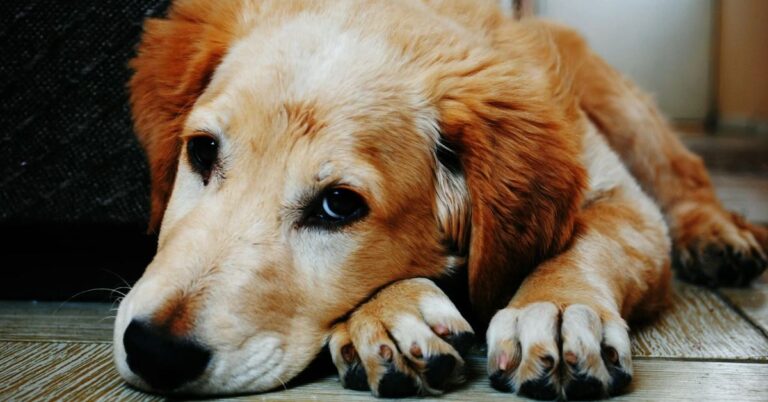 If You Notice These 20 Signs In Your Dog, Call The Vet ASAP