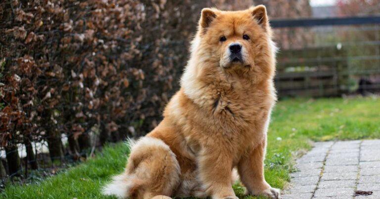 10 Poodle Crossbreedings That Bring Problematic Results