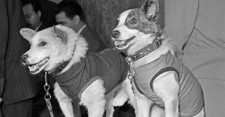 10 Heroic Dogs Who Saved Lives, Fought Wars, And Became Legends