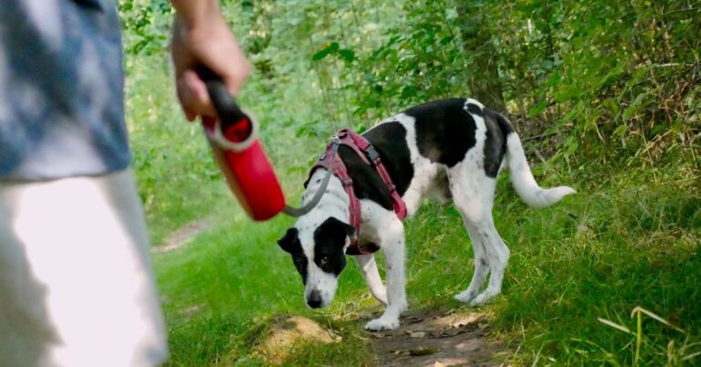 10 Gentle Ways To Keep Your Senior Dog Active Without Overdoing It