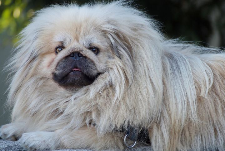 Gray Silver Pekingese