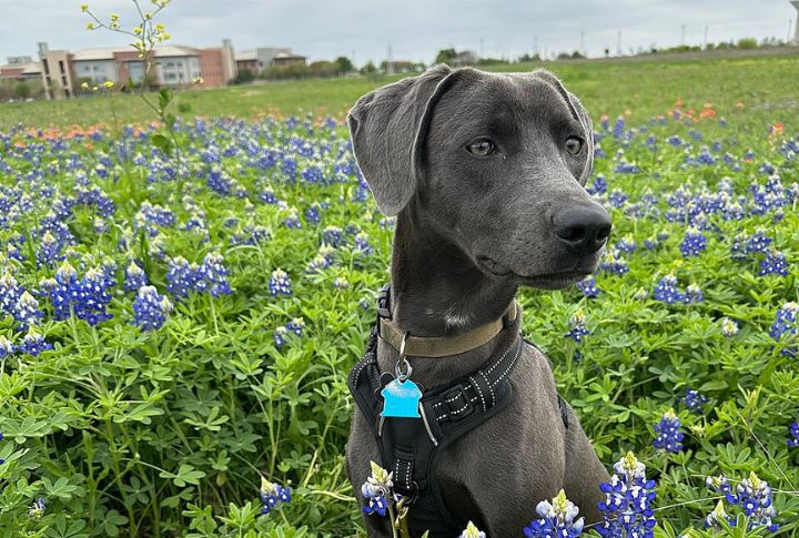 10 Rare Ranch Dogs That Shaped Life In The Early American West