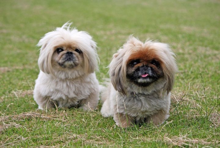 10 Pekingese Colors That Deserve A Closer Look