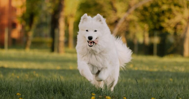 Name Ideas For Your White-Furred Pup (Breed Specific)